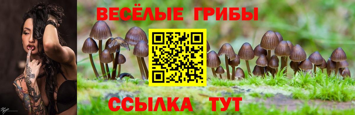 Псилоцибиновые грибы прущие грибы Карасук